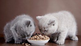 DRY CAT FOOD ΞΗΡΗ ΤΡΟΦΗ ΓΑΤΩΝ